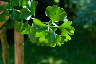 Ginkgo biloba 'Mariken' - jinan dvoulaločný - listy